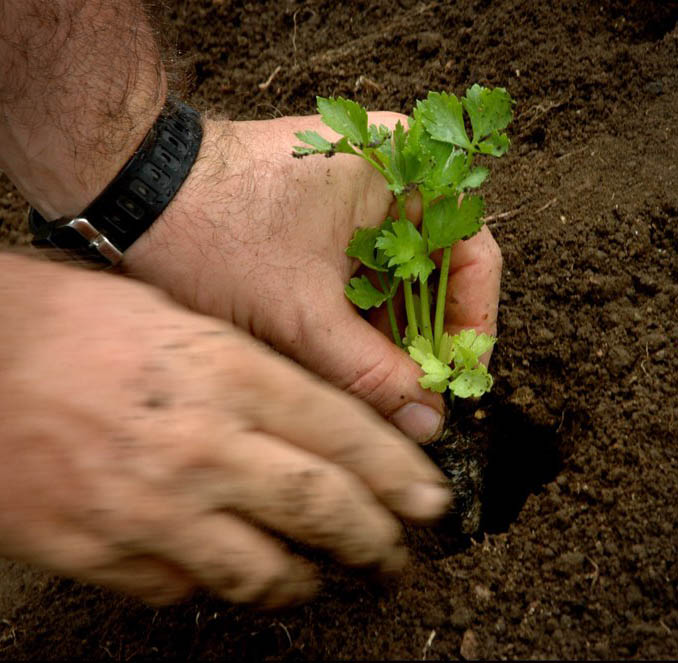Start Planting a Biointensive Future for Your Garden!